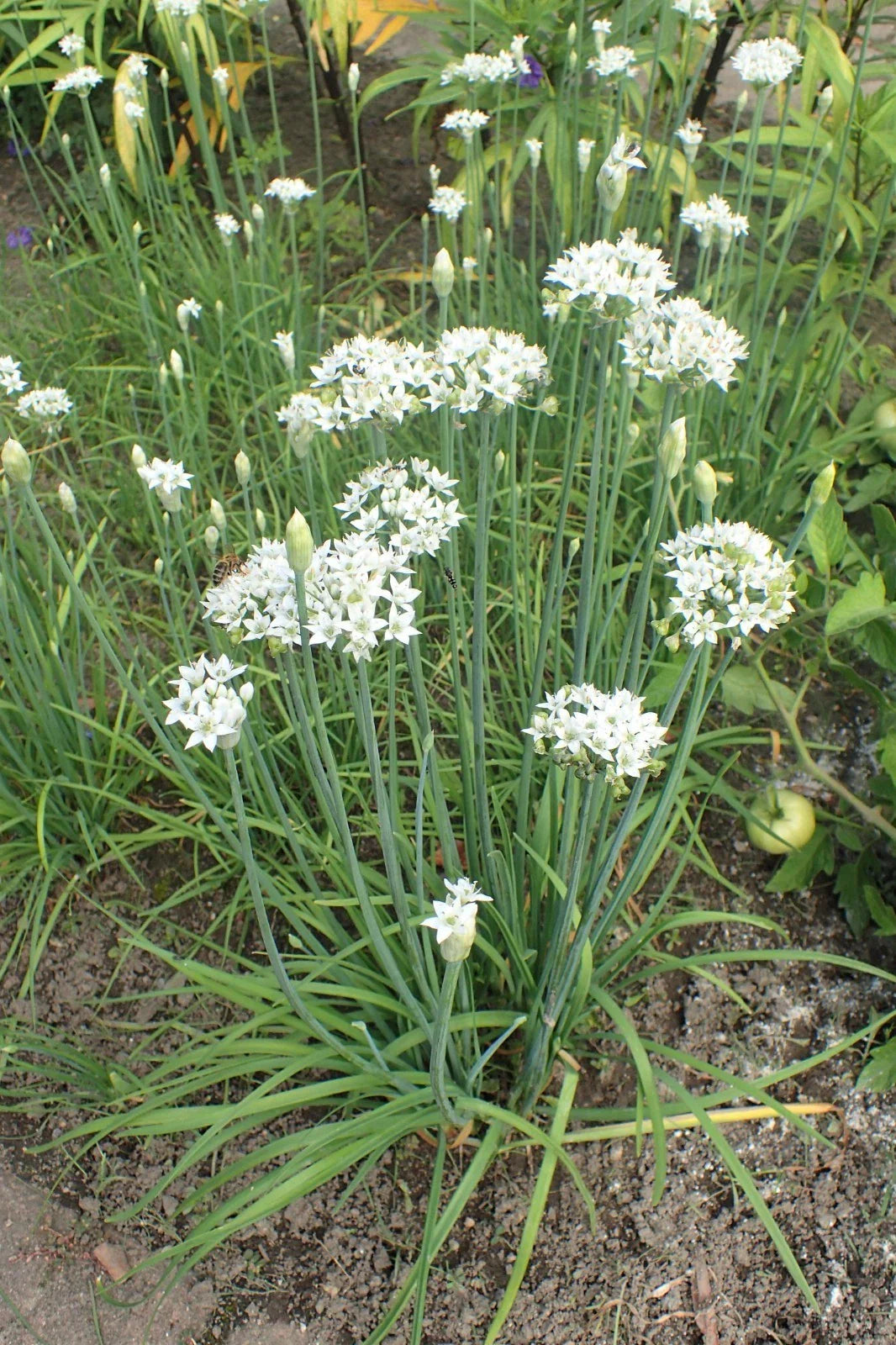 Garlic Chives Seeds - 150 to 10K Drought Tolerant Microgreens - Allium tuberosum - Onion Flavor Herbs