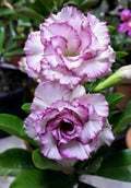 Desert Rose Seeds - 4 Purple White Adenium Perennial Flower Seeds - 5 US Seller