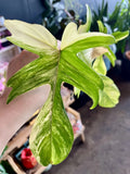 Rare Indoor Plant - Philodendron Florida Beauty Variegated - Bare Root - Unique Houseplant for Collectors