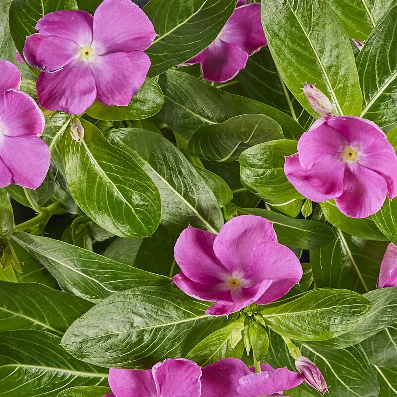 Vinca Seeds - 500 Count - Sunsplash Orchid Gl - Catharanthus roseus - Non-California Shipping