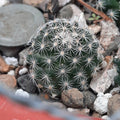 Mammillaria Coahuilensis Bare Root Cactus - Unique Succulent Plant for Indoor Gardening and Collecting