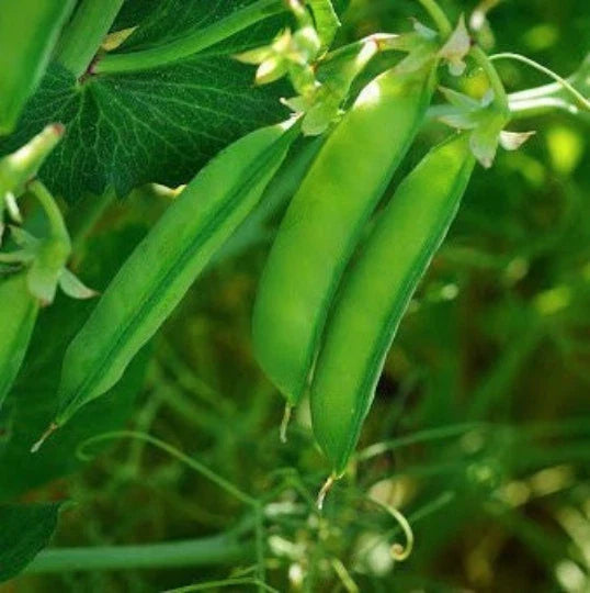Austrian Winter Pea Seeds | Cold Hardy Shelling Snap Peas | Pisum sativum | 2025 Fast Shipping
