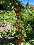 Goji Berry Plant - Live Rooted ~6" Tall - Wolfberry - Superfood Miracle Fruit - Perfect for Home Gardens
