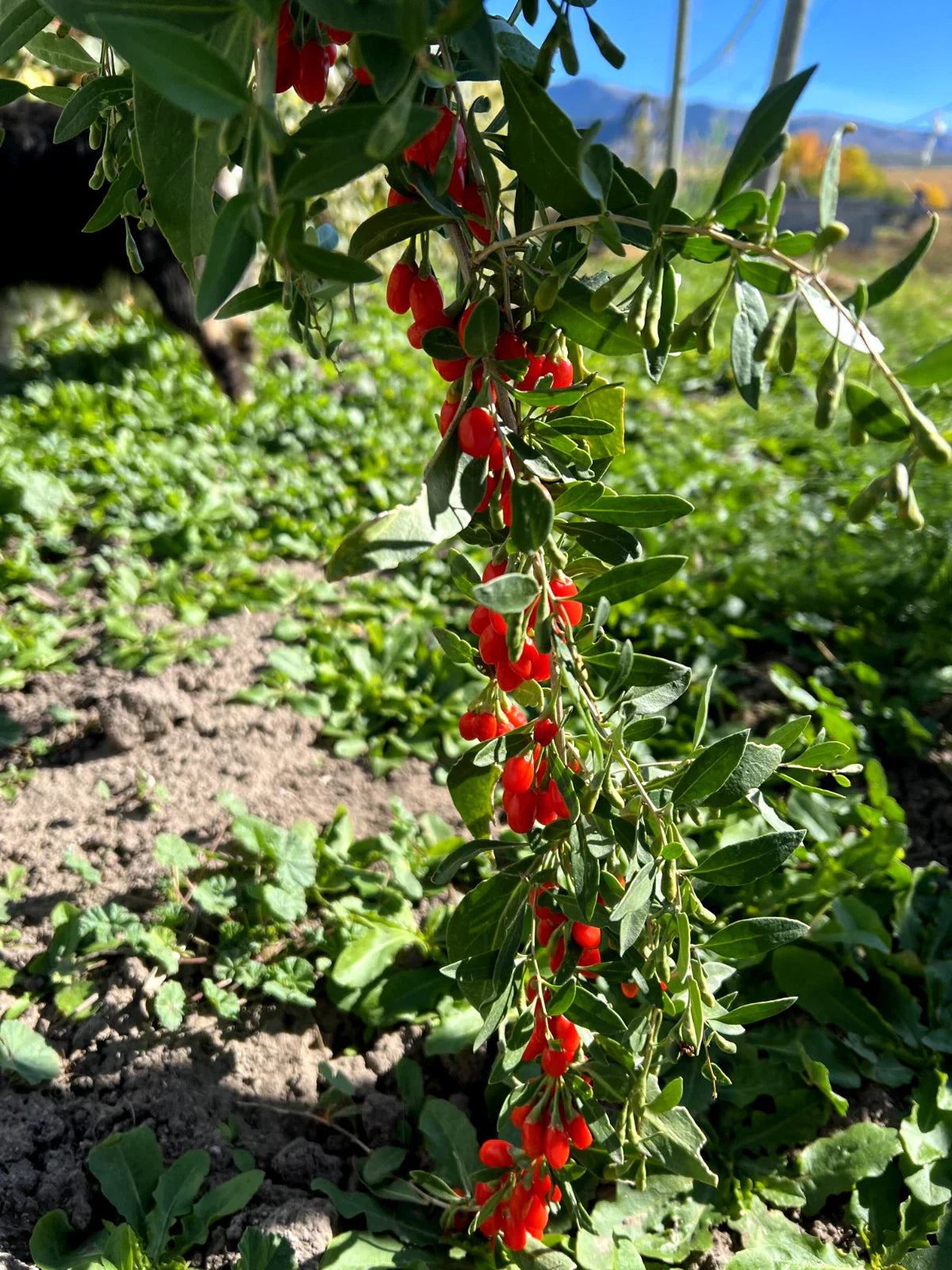 Goji Berry Plant - Live Rooted ~6" Tall - Wolfberry - Superfood Miracle Fruit - Perfect for Home Gardens
