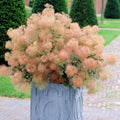 Young Lady Smoke Bush Seeds - 20 Pre-Stratified Seeds - Cotinus coggygria - Free Shipping