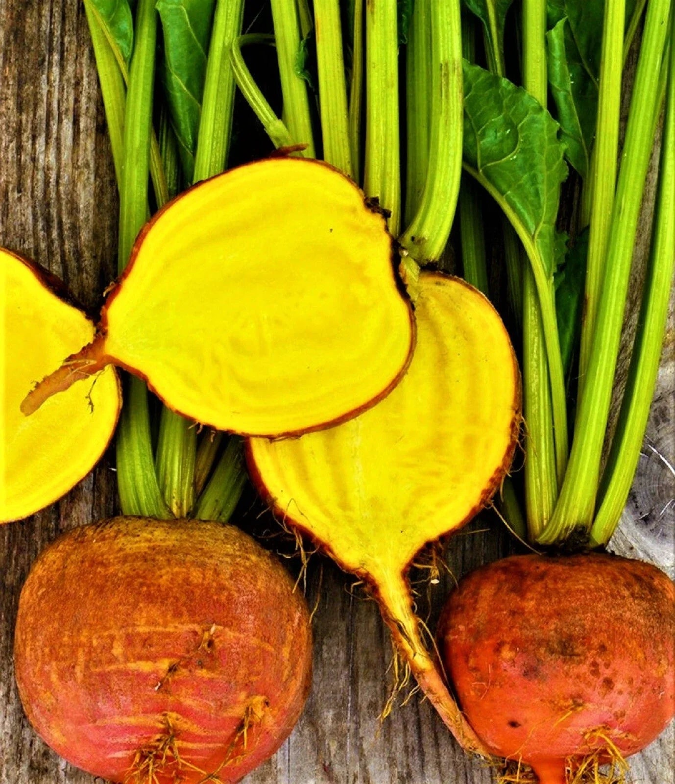 Golden Detroit Beet Seeds - 50+ Non-GMO Seeds for Planting - Beta vulgaris