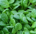 Tatsoi Mustard Seeds 500+ Asian Culinary Microgreens for Garden Salads - Brassica rapa subsp. narinosa
