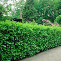 Rooted Cuttings - 3 Manhattan Euonymus Shrubs - Fast Growing - Euonymus fortunei