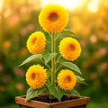 Tall Teddy Sunflower Seeds - 50+ Pack - Giant 6-ft Blooms - Helianthus annuus - Fluffy 10" Flowers