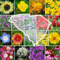 Wildflower Seed Mix - South Carolina State Flower - 1000 Non-GMO Seeds - Perennials & Annuals - Native Plants Mix