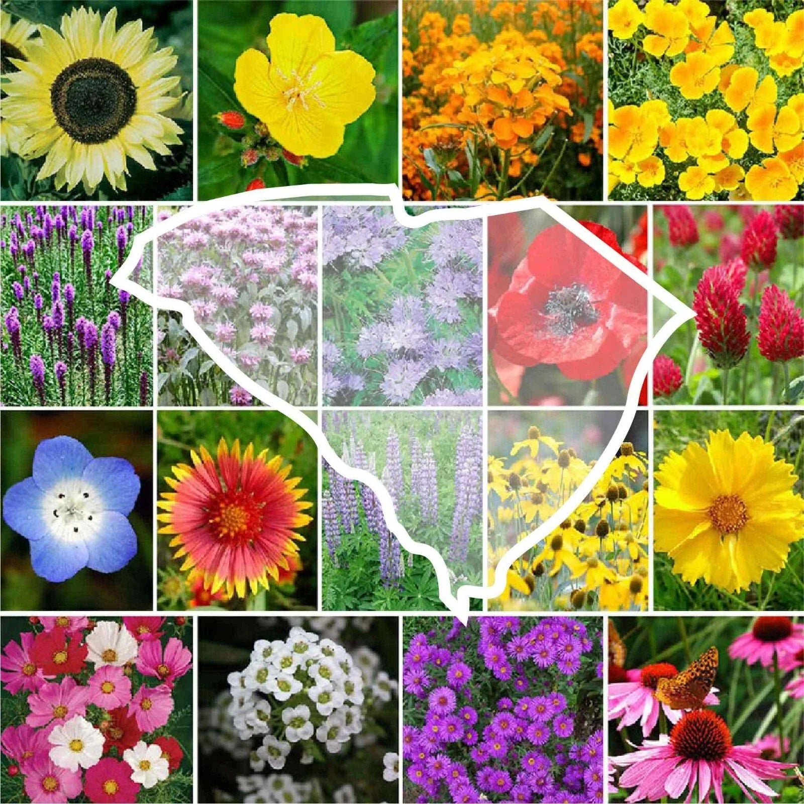 Wildflower Seed Mix - South Carolina State Flower - 1000 Non-GMO Seeds - Perennials & Annuals - Native Plants Mix