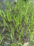 Sweet Flag Plant - Aquatic Perennial - Aromatic Sedge - Acorus calamus