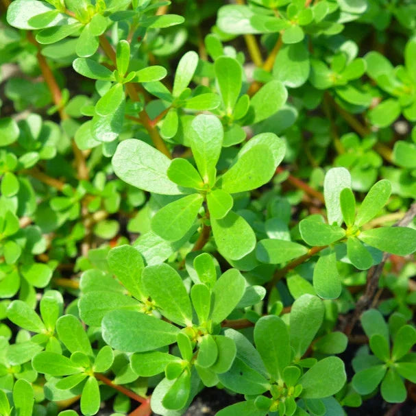 Green Purslane Seeds - Portulaca Oleracea - Lettuce Verdolaga - Ideal for 2025 Planting