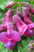 Lathyrus niger Perennial Sweet Pea Seeds - 50+ Seeds for Garden - USA Grown - Free Shipping