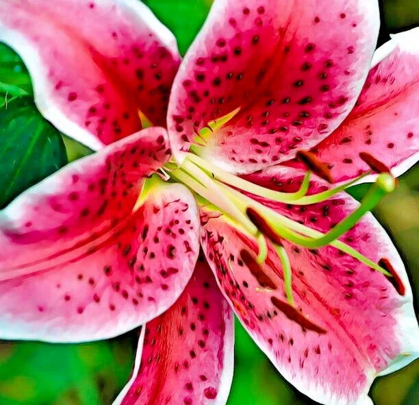 Oriental Lily Bulb 16-18CM Red & White Fragrant Lilium 'Stargazer' Flower