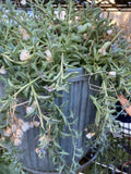 String of Dolphins Cuttings - 12 Pack - Senecio peregrinus Succulent Plant (4-8 Inches)