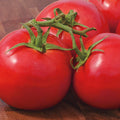 Early Girl Tomato Seeds - Fresh Seed for Fast Growing Garden (Solanum lycopersicum)