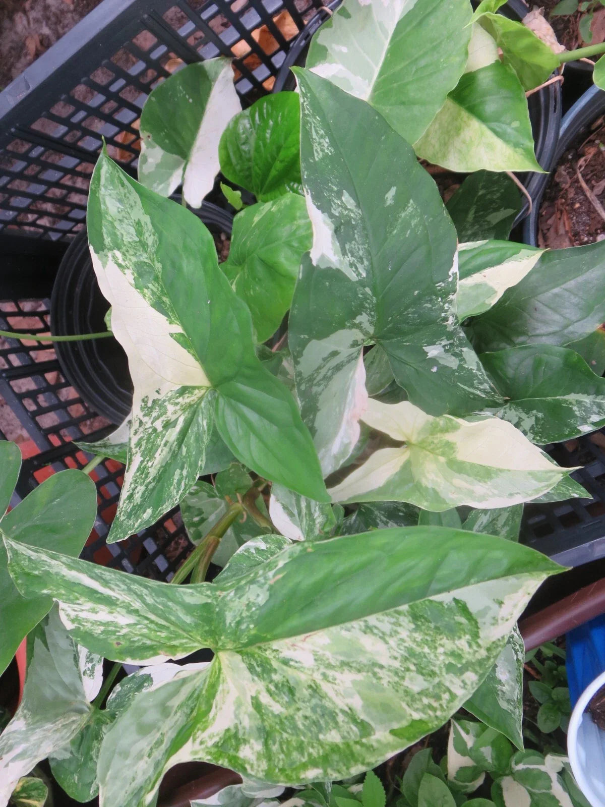 Variegated Syngonium Cuttings - Albo Podophyllum - 2 Fresh Cuttings for Plant Propagation