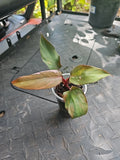 Philodendron Pink Princess 3" Pot Variegated Plant - Philodendron erubescens