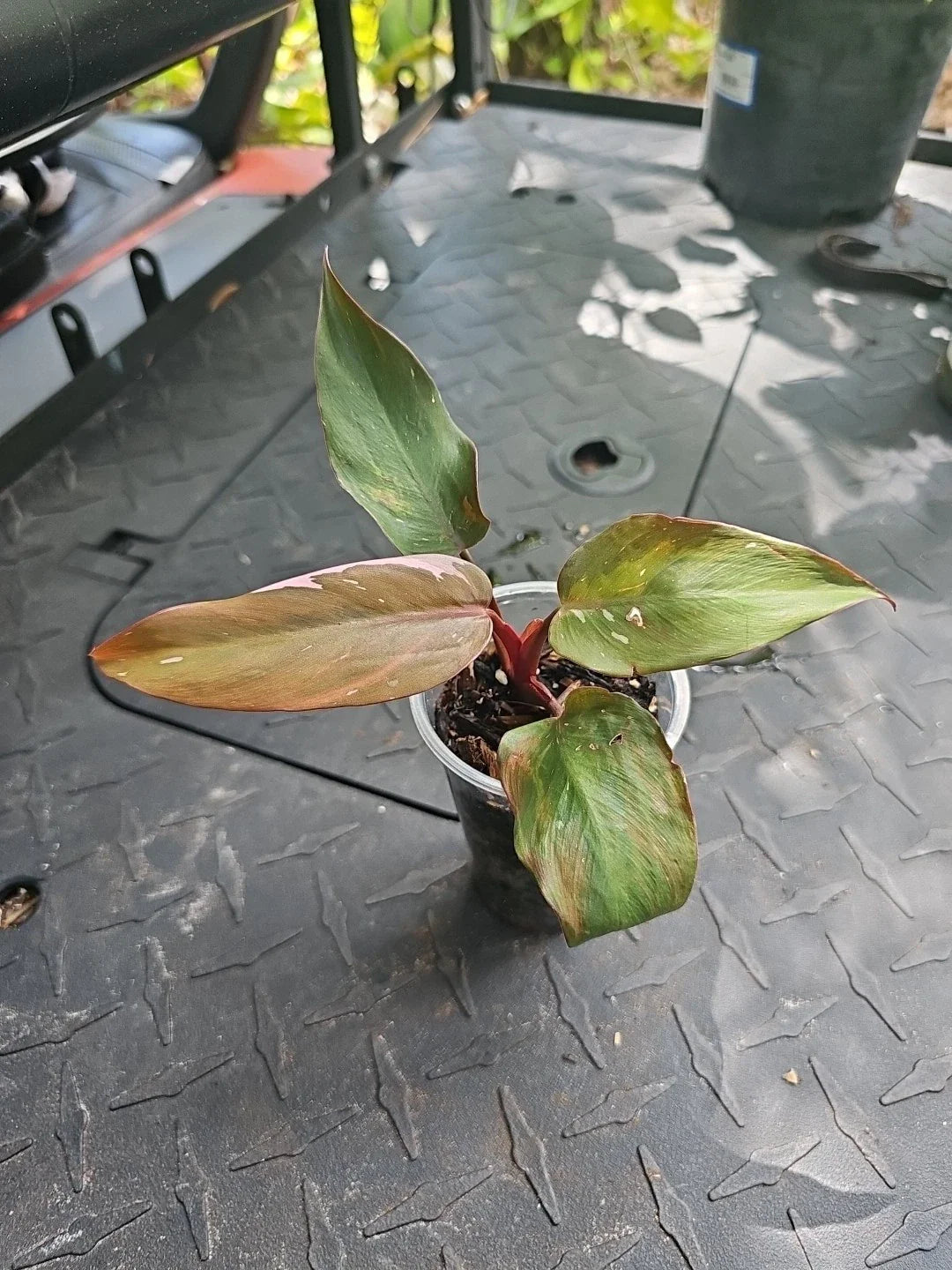 Philodendron Pink Princess 3" Pot Variegated Plant - Philodendron erubescens