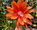 Epiphyllum Crest Unrooted Cuttings - 8 to 10 Inches - Unique Succulent Variety - Epiphyllum spp.