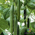 Tyria Cucumber Seeds | 25 Seeds | Garden Planting | Cucumis sativus | USA