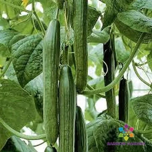 Tyria Cucumber Seeds | 25 Seeds | Garden Planting | Cucumis sativus | USA