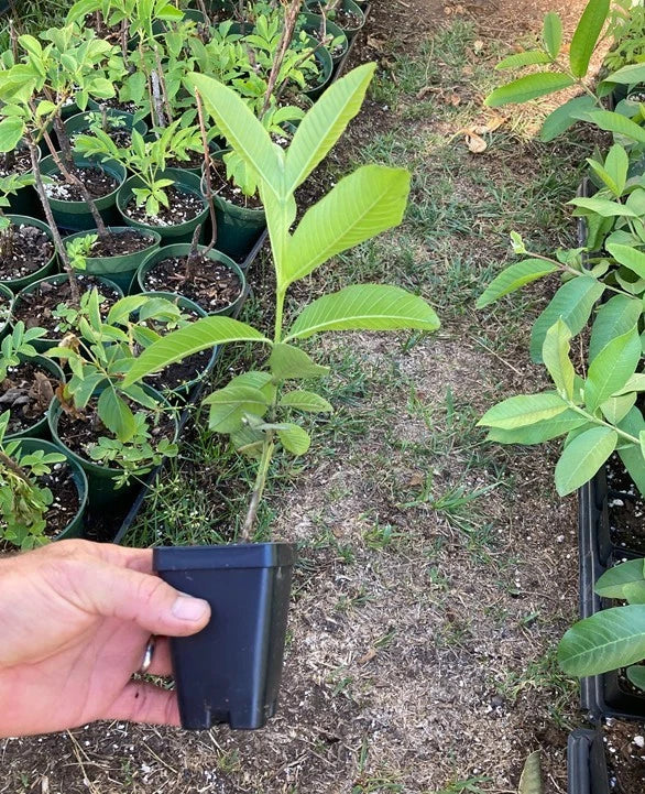Pink Guava Plant – Psidium guajava – Live Tropical Fruit Tree – Sweet Edible Guava – Fast Growing – Self-Fertile Starter Plant