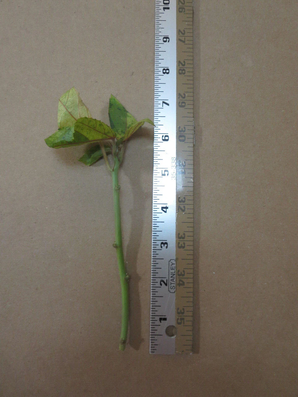 3 Acalypha Wilkesiana Cuttings – Tricolor Variegated Copperleaf – Live Tropical Foliage Plant – Unrooted Starter Stems for Propagation