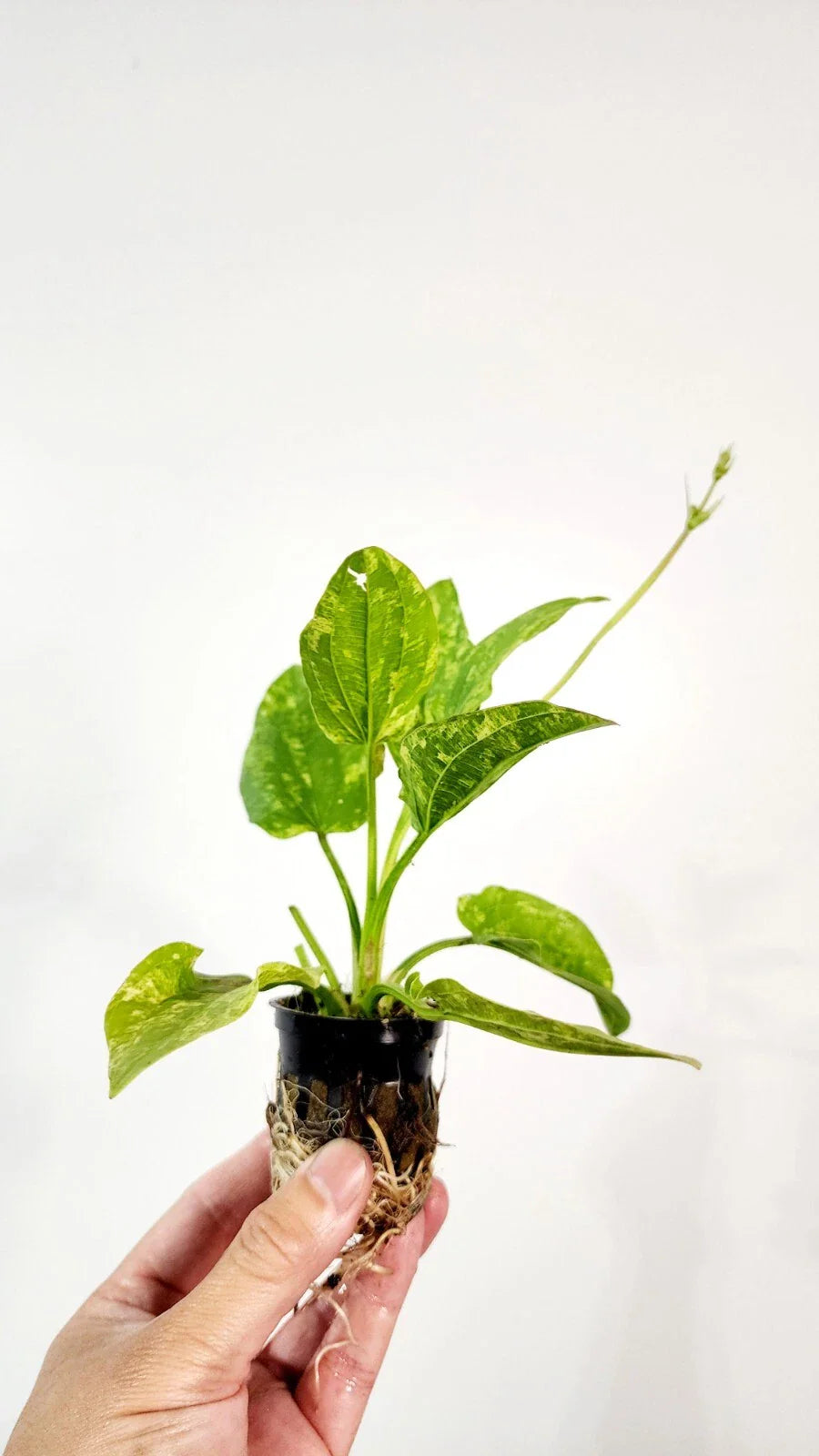 Live Marble Queen Sword Echinodorus cordifolius | Tropical Aquarium Aquatic Plant | Oxygenating Bareroot Live Water Plant