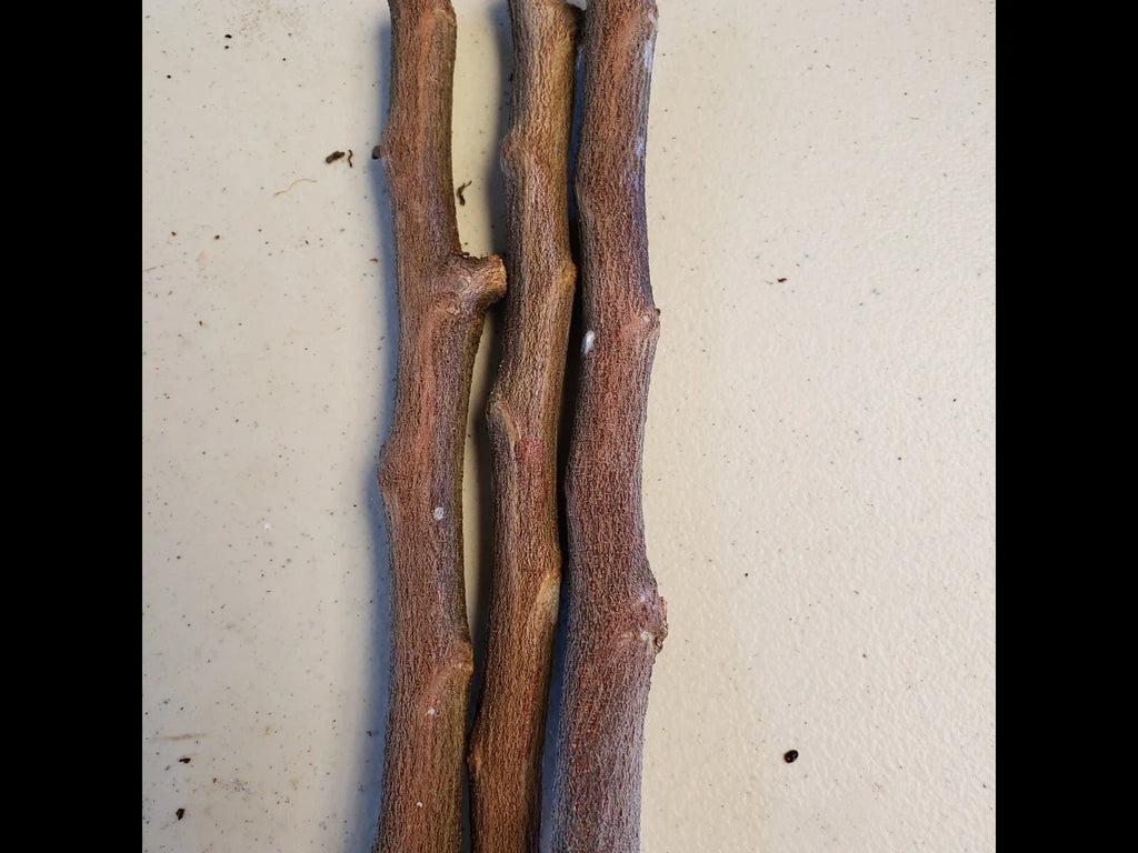 4 Star Apple Tree Cuttings | Chrysophyllum cainito | Unrooted 5–6" Grafting Wood | Tropical Caimito Fruit Tree | Rare Exotic Variety