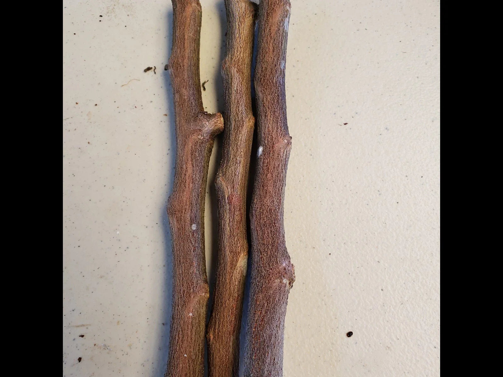 4 Star Apple Tree Cuttings | Chrysophyllum cainito | Unrooted 5–6" Grafting Wood | Tropical Caimito Fruit Tree | Rare Exotic Variety