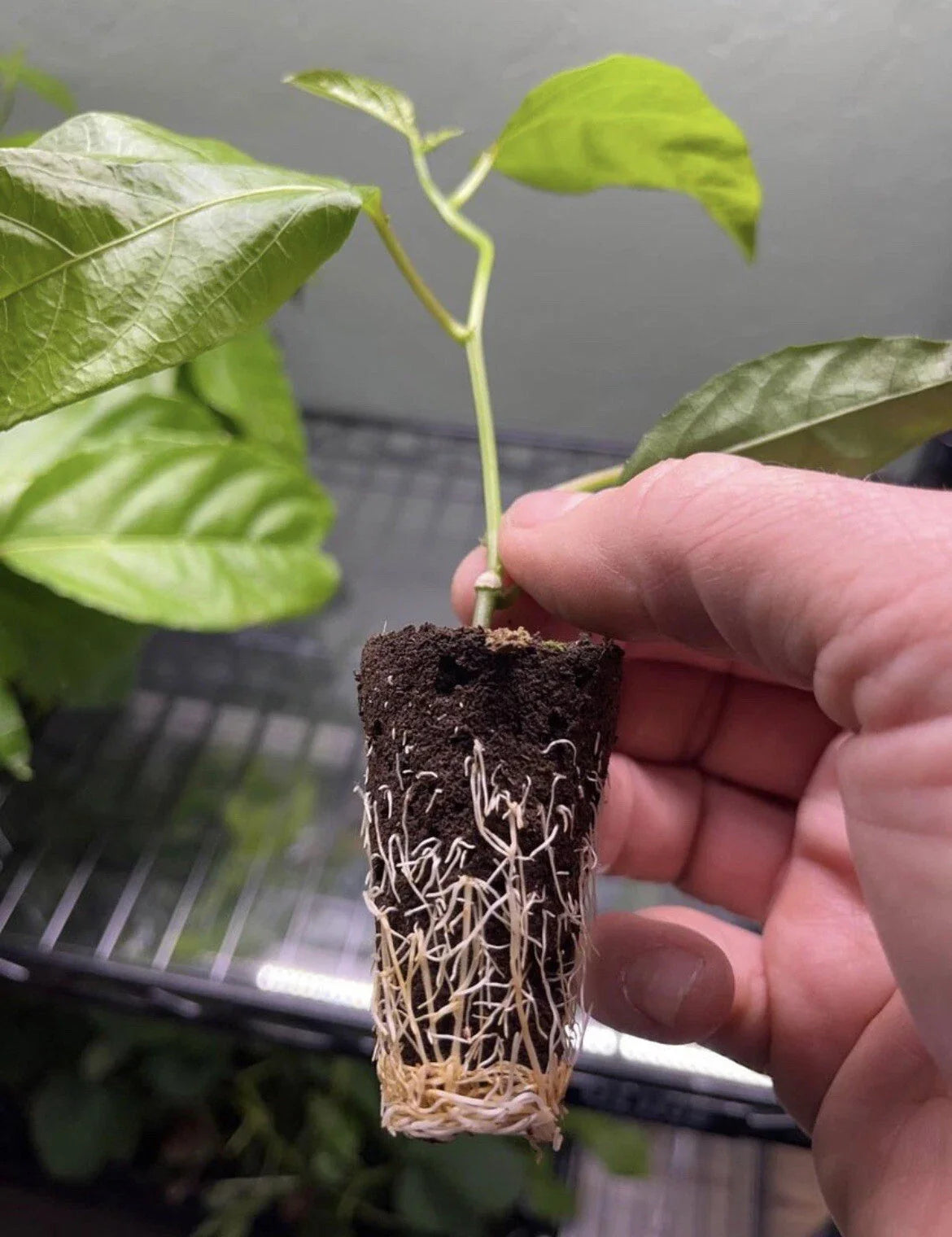 Passion Fruit Plant | Possum Purple | Passiflora edulis | Live Starter Vine for Patio, Garden, or Home Orchard | 1 Live Plant