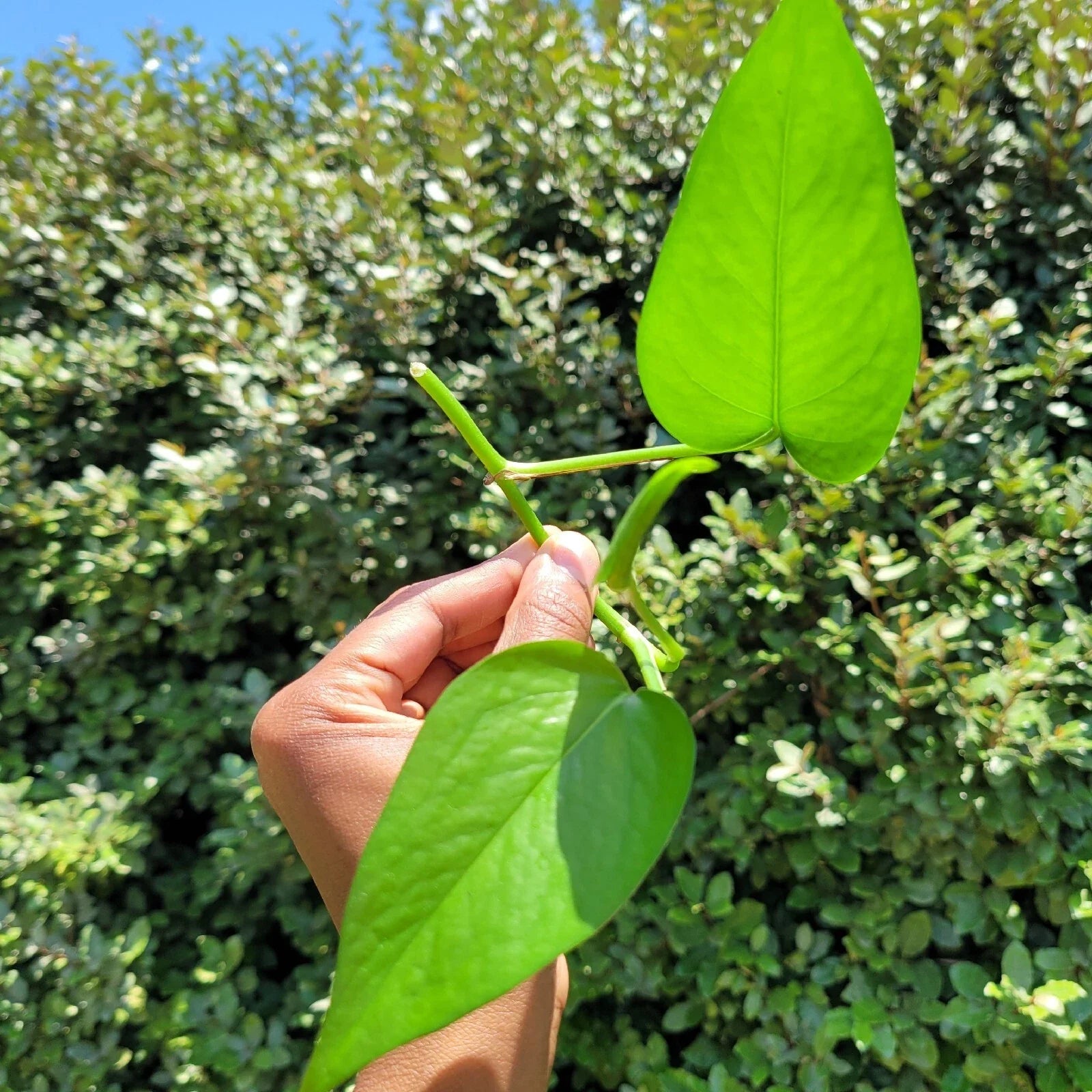 Golden Pothos Rooted Cutting – Live Easy-Care Houseplant | Epipremnum Aureum | Natural Indoor Décor Plant