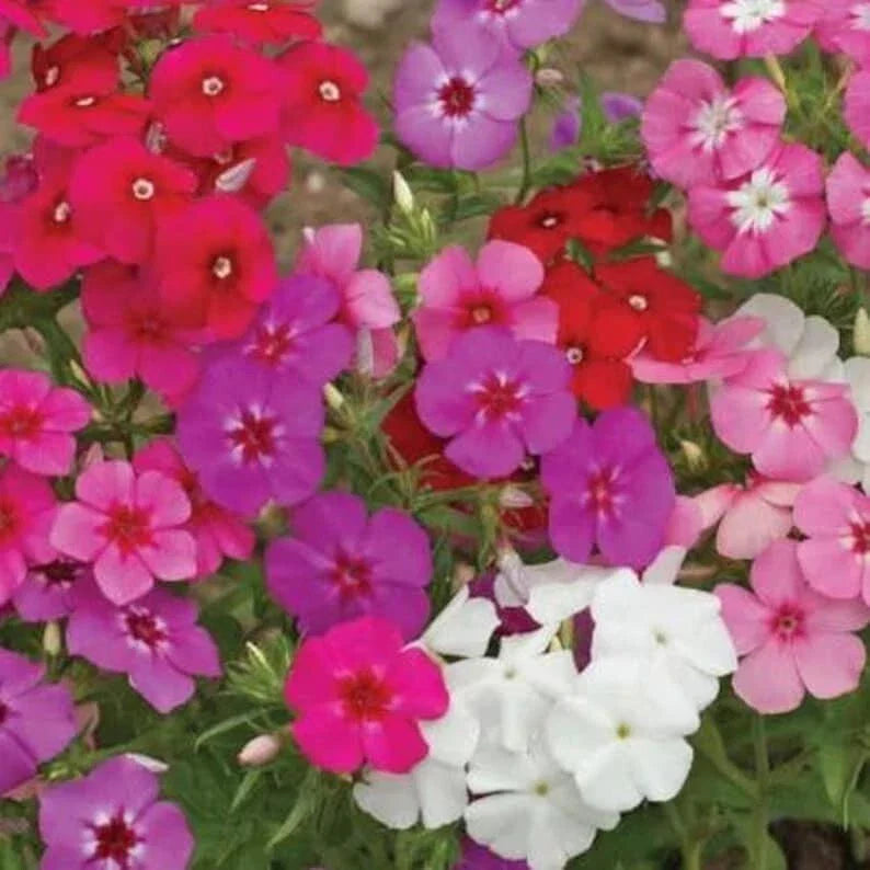 Phlox Drummondii Mix Seeds - Organic Flower Seeds - 100 Pack - USA Grown