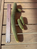 Hildewintera Aurespina Hybrid Cactus Cuttings - Amethyst Cleistocactus - Live Plant Cuttings for Propagation