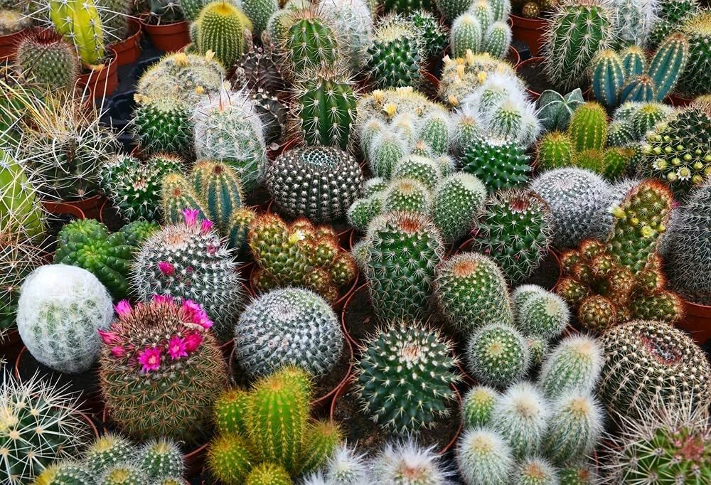 Cacti Seeds Mix - 100 Pack - Exotic Varieties - Ideal for Planting - (Various Species) - Ships from Iowa, USA