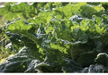 Mustard Green Seeds - 100 Pack Florida Broad Leaf Organic Heirloom Non-GMO Edible Garden