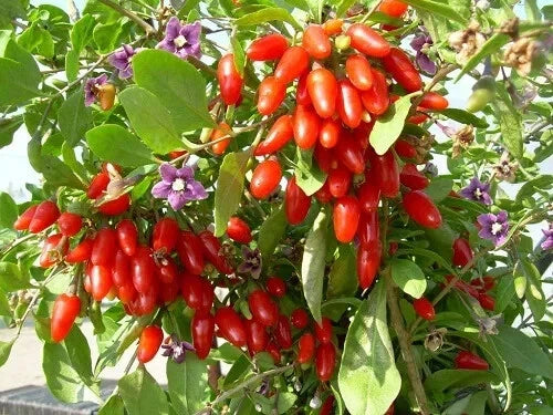 Goji Berry Cuttings 6+2 Pack Fruiting Bush Rooting (Lycium barbarum) Superfood