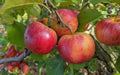 Rubinola Apple Seeds - 25+ Count - Ideal for Garden Planting - Malus domestica