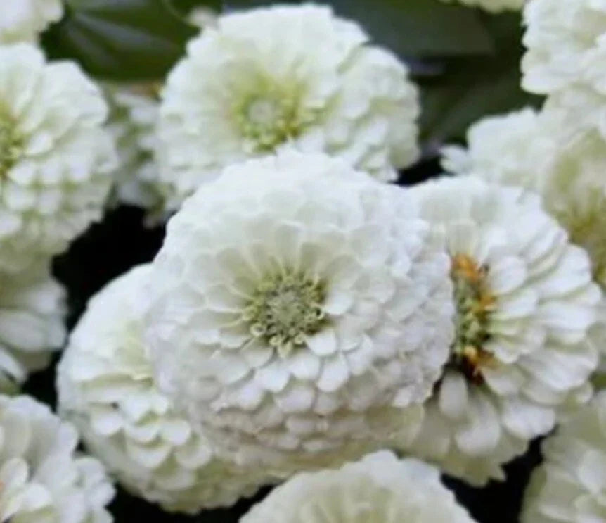 White Polar Bear Zinnia Seeds - 100+ Count (Zinnia elegans) Annual, USDA Zones 1-12, Ideal for Colorful Gardens