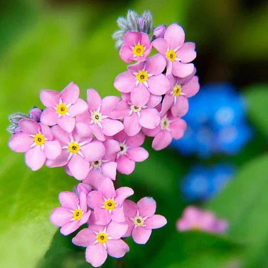 Forget Me Nots Seeds - 200 Non-GMO Perennial Flower Seeds for Ground Cover - Myosotis spp. - Rose Color