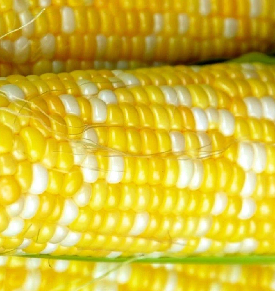 Peaches & Cream Corn Seeds | Hybrid | Fresh Vegetable Seeds | Zea mays