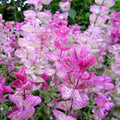 Clary Sage Seeds - Pink Sundae Variety - Salvia for Birds & Butterflies - Non-GMO - 200 Seeds