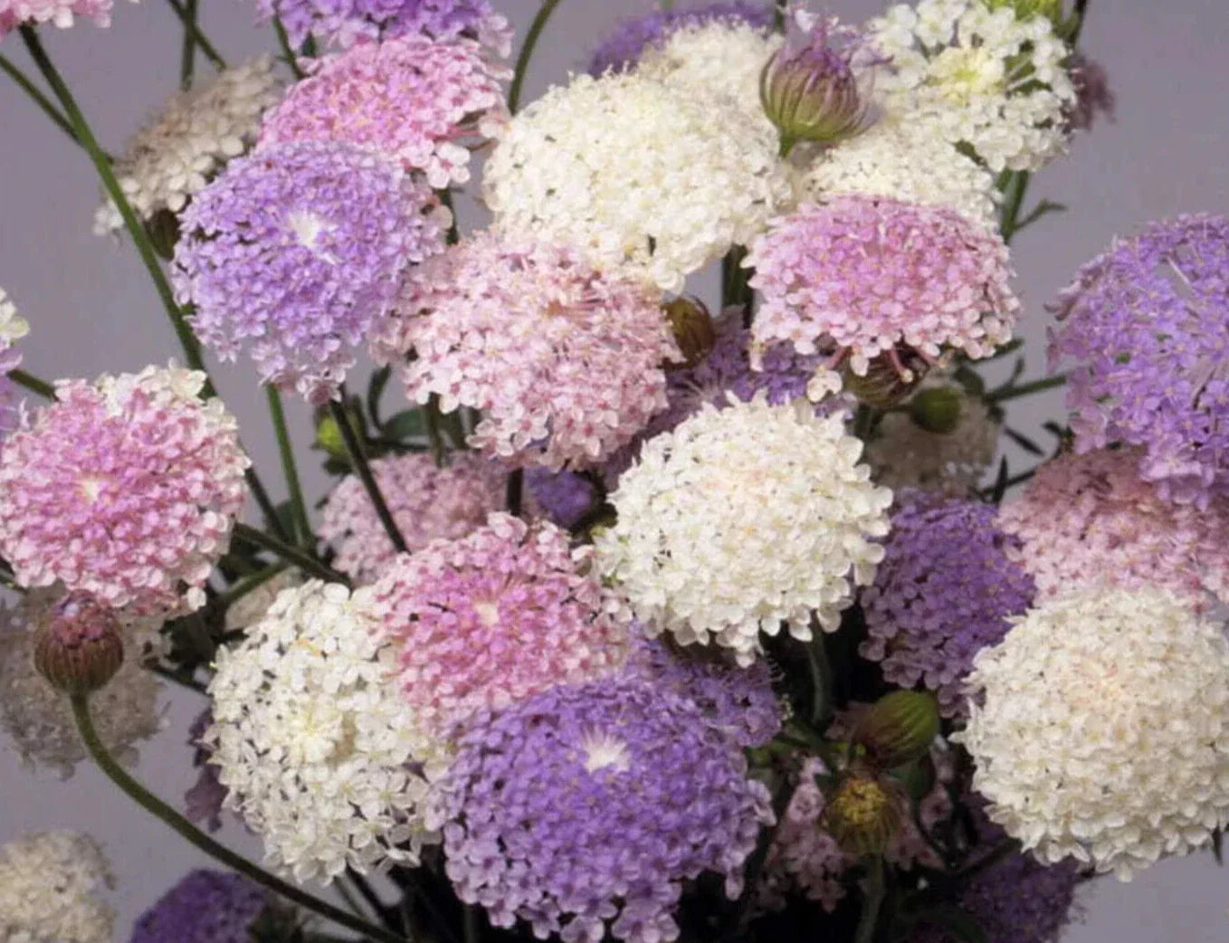 Didiscus Mix Seeds - 25 Pack - Colorful Flowering Plants - Didiscus caeruleus