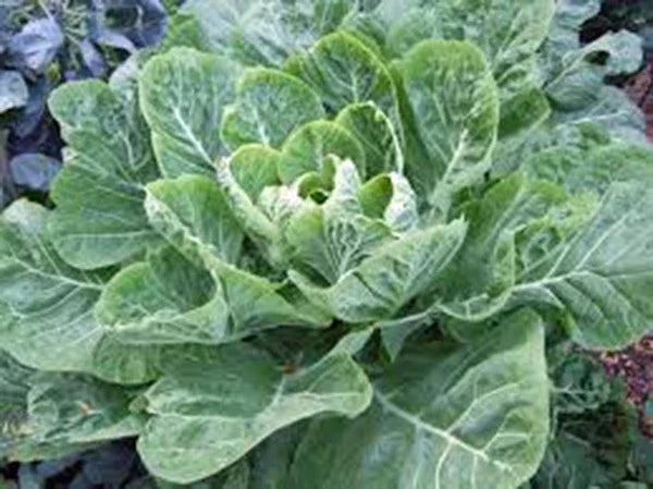 Collard Greens Seeds, Heirloom Morris Variety, 50+ Seeds, Perfect for Salads and Cooking, Brassica oleracea