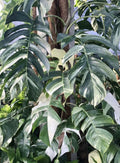Epipremnum Pinnatum Albo Cutting - Rare White Variegated Pothos Plant Cutting x(1) for Home Decor and Gardening