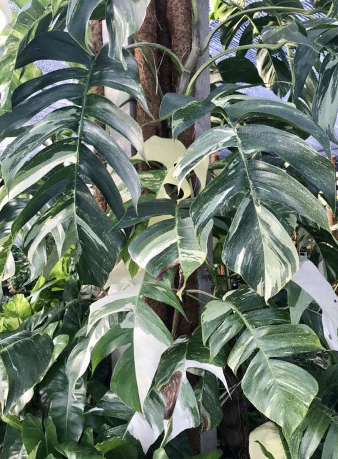 Epipremnum Pinnatum Albo Cutting - Rare White Variegated Pothos Plant Cutting x(1) for Home Decor and Gardening