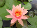 Soft Pink Lotus Seeds - 5 Pack - Nelumbo nucifera - Hardy Tropical Flowering Blooms