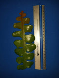 Epiphyllum Anguliger Cuttings - 4" Fast Growth, Fragrant White Variety - Unique Houseplant for Indoor Gardens